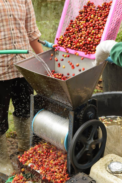 istock Coffee beans,In the ferment and wash method 1226145524