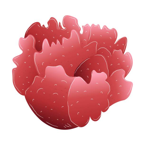 istock Sea round coral, red isolated on white background, stock vector illustration for design and decoration 1226145566