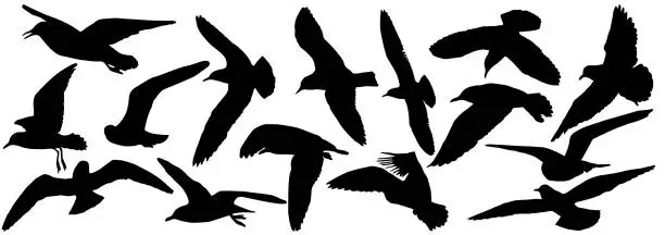 Vector illustration of Silhouettes of seagull birds, set. Vector illustration