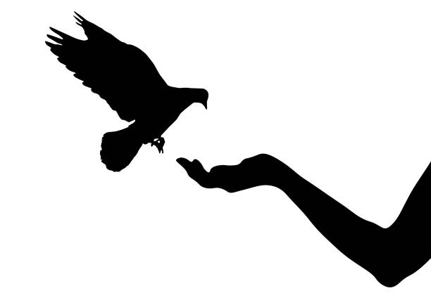 鳩の鳥は、鳥、シルエットのための食べ物を持っている女性の手に飛びます。ベクトルの図 - freedom praying spirituality silhouette点のイラスト素材／クリップアート素材／マンガ素材／アイコン素材