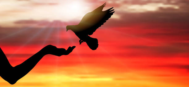 ilustrações de stock, clip art, desenhos animados e ícones de silhouette of pigeon bird flies on woman's hand that has food for birds on background of sunset with rays of sun. vector illustration - freedom praying spirituality silhouette