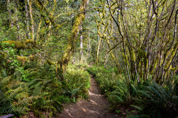 istock Narrow path in the thicket of wild forest 1226146599