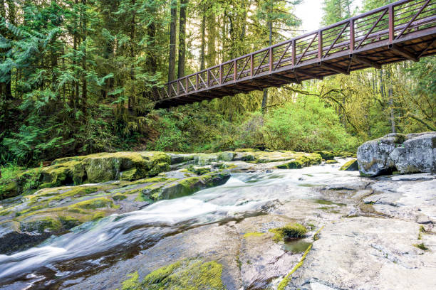 istock Pedestrian bridge over a small mountain river with boulders overgrown with bright green moss in a wild forest 1226146740