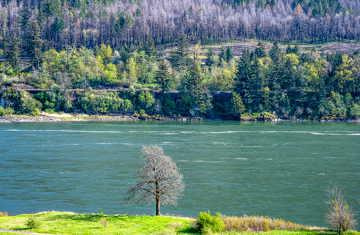 Lonely tree on the banks of the Columbia River with a forest of trees on the opposite bank - a place that always attracts tourists to the Columbia River Gorge national reserve