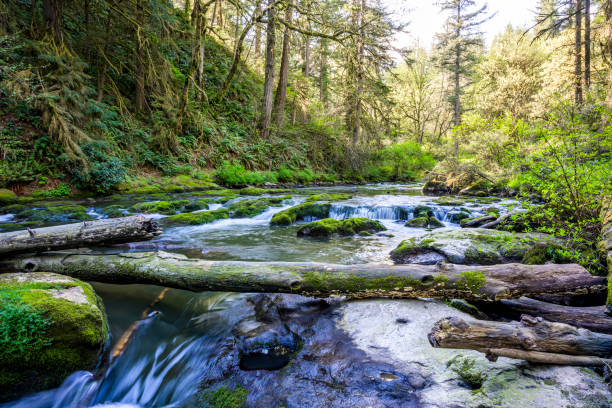 Fast streams of mountain river in a wild forest with rapids moss-covered stones and logs in Lacamas in Northwest Washington with unique wildlife that attracts tourists lovers of nature hiking