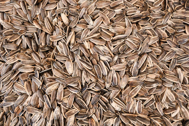 istock black and white sunflower seeds background or texture 1226148586