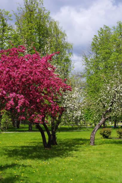 istock Flowering trees in the park 1226148640