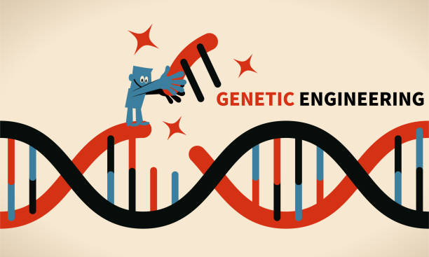 Genetic engineering, GMO and Gene manipulation concept Genetic engineering vector art illustration.
Genetic engineering, GMO and Gene manipulation concept. chromosome science genetic research biotechnology stock illustrations