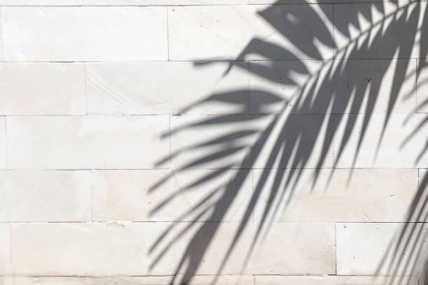 istock Tropical palm leaves shadows on white wall textured background. 1226148695