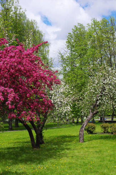 istock Flowering trees in the park 1226148885