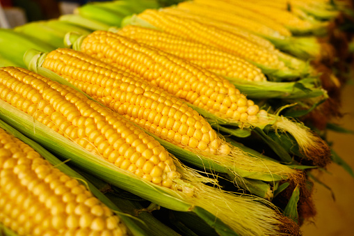 row of a corn on the cob.