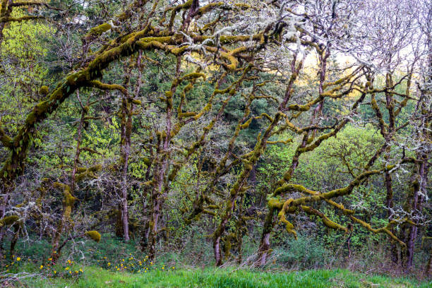 istock Branches of trees covered with a thick layer of moss in the wild forest, like forest monsters pulling their curved tentacles to prey 1226149896