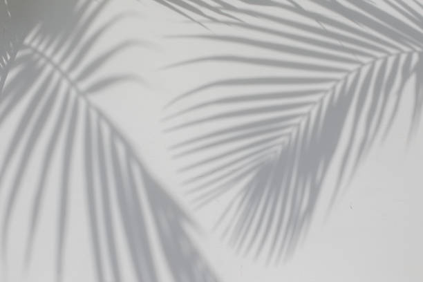 istock Tropical palm leaves shadows on white wall textured background. 1226149949