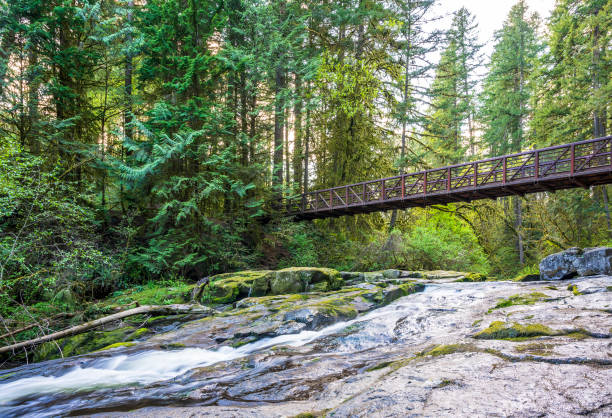 istock Openwork foot bridge over a small mountain river with boulders overgrown with bright green moss in a wild forest 1226149980