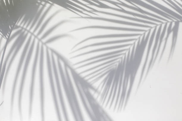 istock Tropical palm leaves shadows on white wall textured background. 1226150075