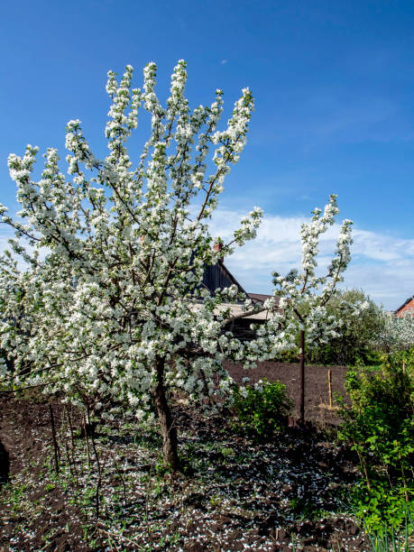 istock blooming Apple tree in the garden against the blue sky 1226150164