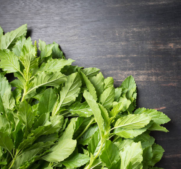 istock Holy basil leaves on wooden background, Copy space 1226150236