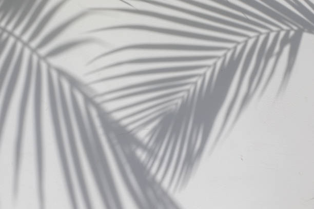 istock Tropical palm leaves shadows on white wall textured background. 1226151064