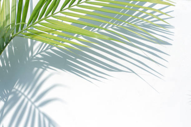 il palmo tropicale lascia ombre su sfondo strutturato a parete bianca. - tropical rainforest rainforest tropical climate formal garden foto e immagini stock