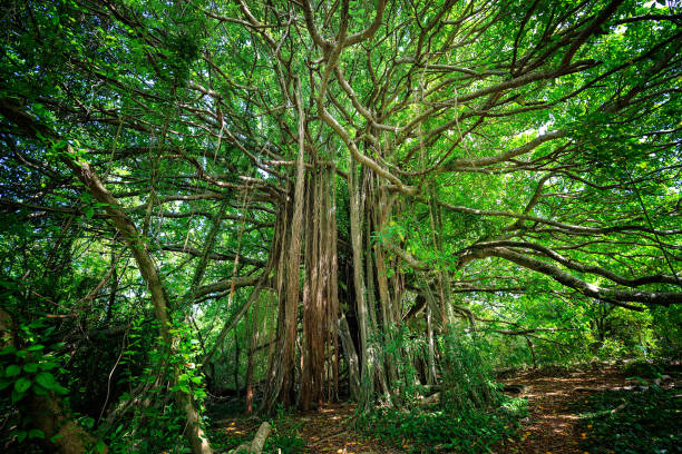 Ficus citrifolia tree or shortleaf fig, giant bearded fig in Martinique Island stock photo