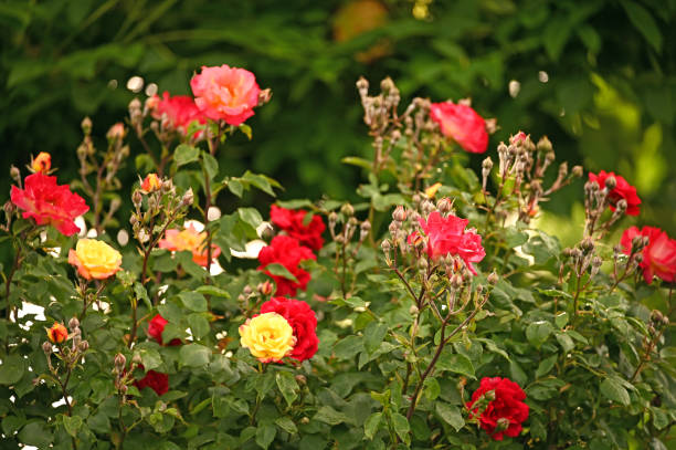 istock garden with red yellow and pink roses in springtime 1226152150