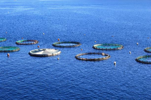 istock Fish farm with floating circle cages 1226153878