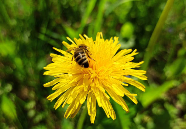 istock Harmony in nature. A bee collects nectar and pollen from dandelion flowers. 1226154112