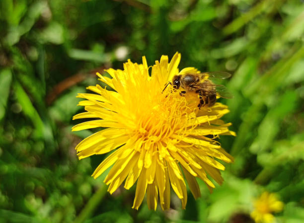 istock A bee collects nectar and pollen from dandelion flowers. 1226154122
