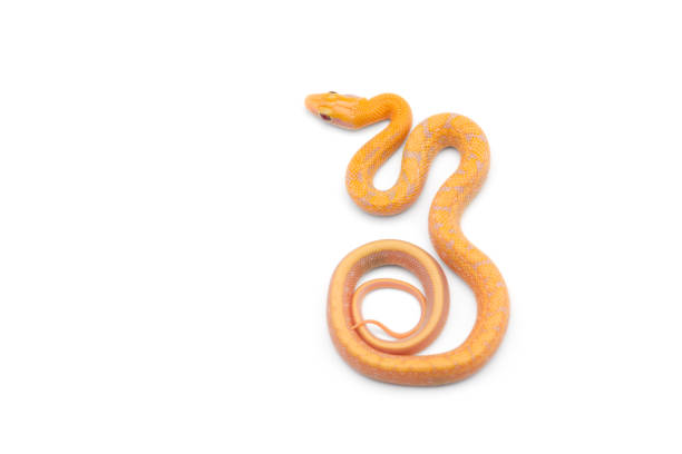 istock Beauty rat Snake albino isolated on white background 1226154178