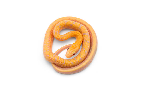 istock Beauty rat Snake albino isolated on white background 1226154179