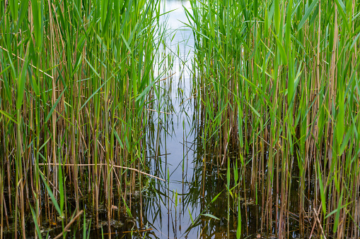 View of a quarry pond  from the shore through a lot of reeds with overcast skies and calm water in northern Germany