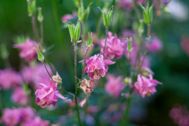 istock Small pink flower, beauty in nature 1226155532