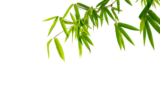 istock Close up bamboo leaves isolated on white background with clipping paths for graphics design or wallpaper. 1226157057