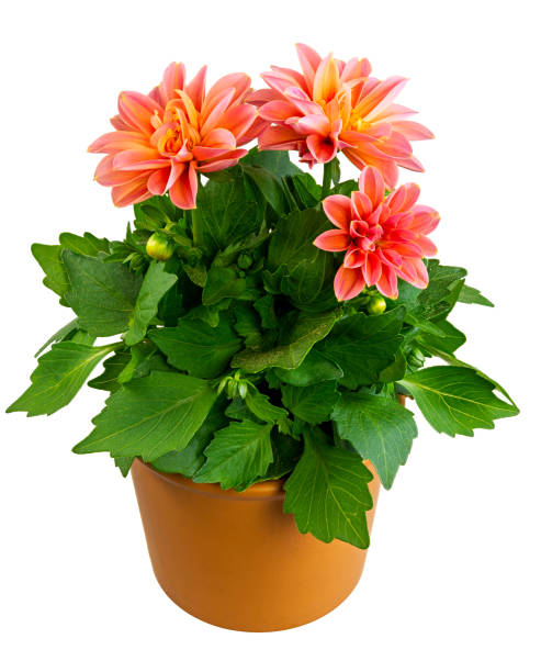istock Isolated potted dahlia flower 1226157154