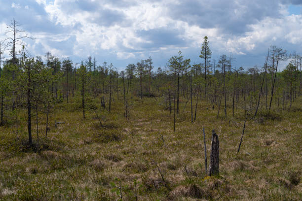 istock Dwarf forest of the northern latitudes 1226157168