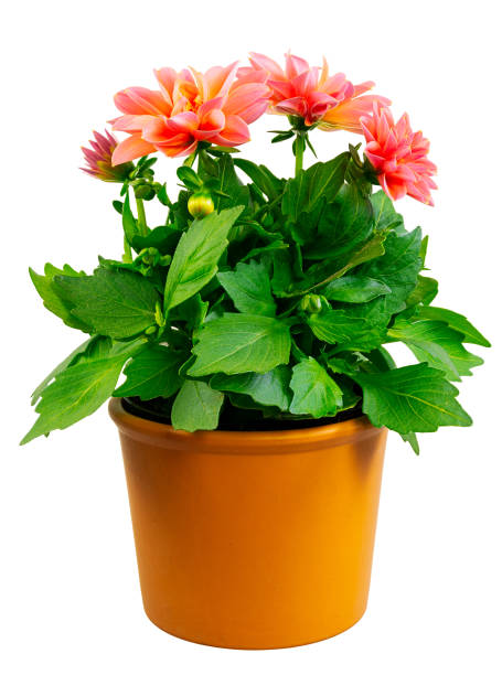 Closeup of an isolated potted dahlia flower