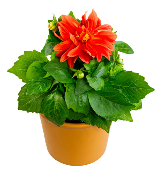 istock Isolated potted dahlia flower 1226157475