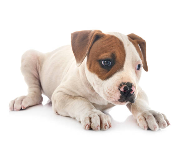 istock puppy american bulldog 1226158894