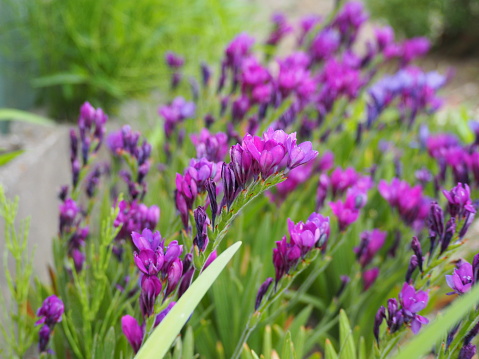 Deep purple freesia blooming in spring garden
