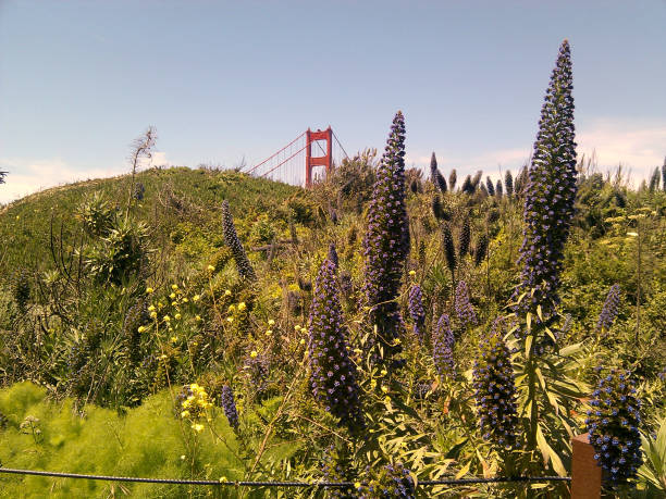 Trails with beautiful vegetation near the Golden Gate Bridge stock photo