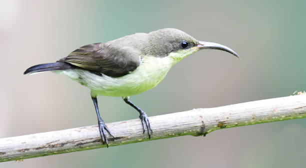 istock Loten's sunbird 1226160756