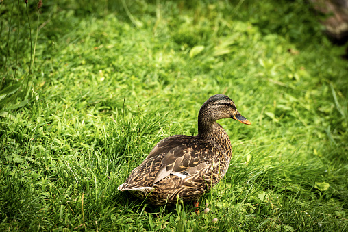 One female of mallard duck (Anas platyrhynchos) standing on a green meadow. Italy, Europe