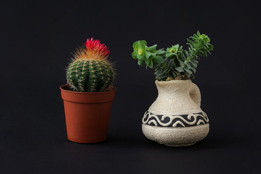 Cactus and succulent on a black background. Decorative composition on a black background. Indoor plants in a vase. Floral minimalism.