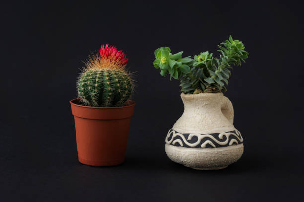 Cactus and succulent on a black background stock photo