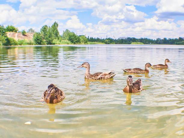 istock Flock of Ducks swim on the water 1226161042