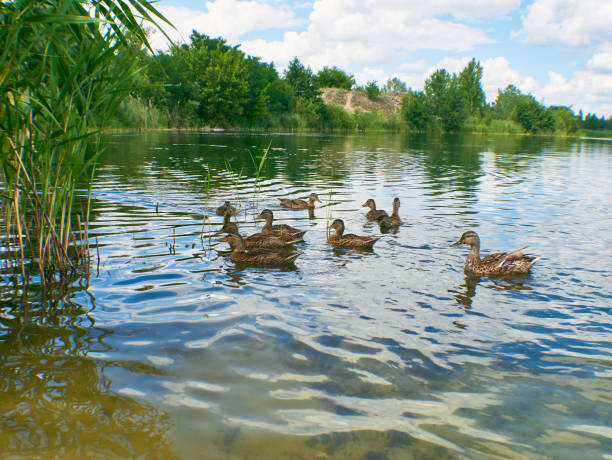 istock Flock of Ducks swim on the water 1226161066