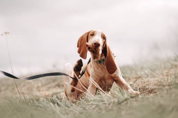 bracco italiano puppy scratching outdoors in spring stock photo