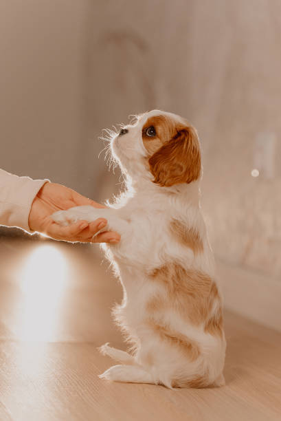 istock cavalier king charles spaniel puppy posing indoors 1226162175