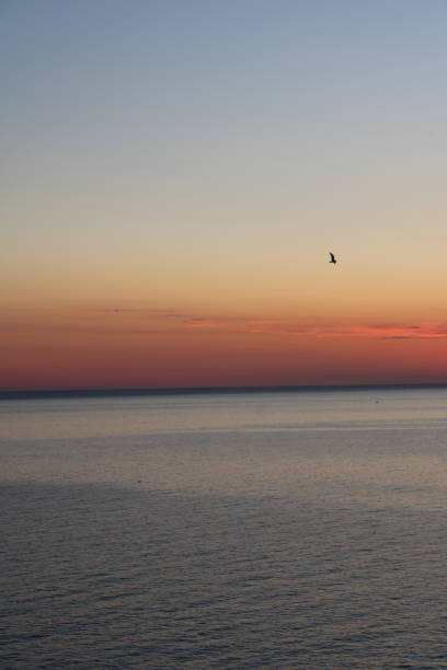 istock Bird flying over the Mediterranean Sea 1226165428