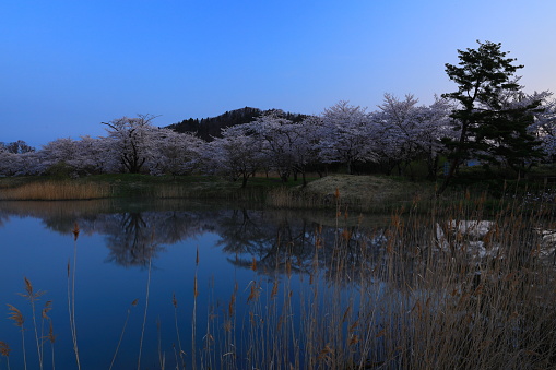 Cherry blossoms at dawn